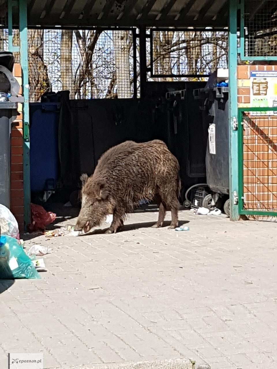 fot. Czytelniczka
