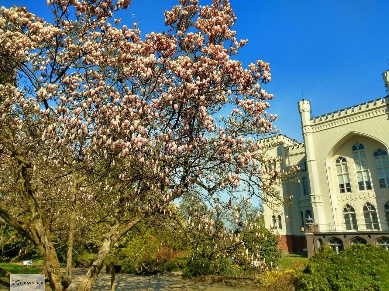 fot. Arboretum Kórnickie