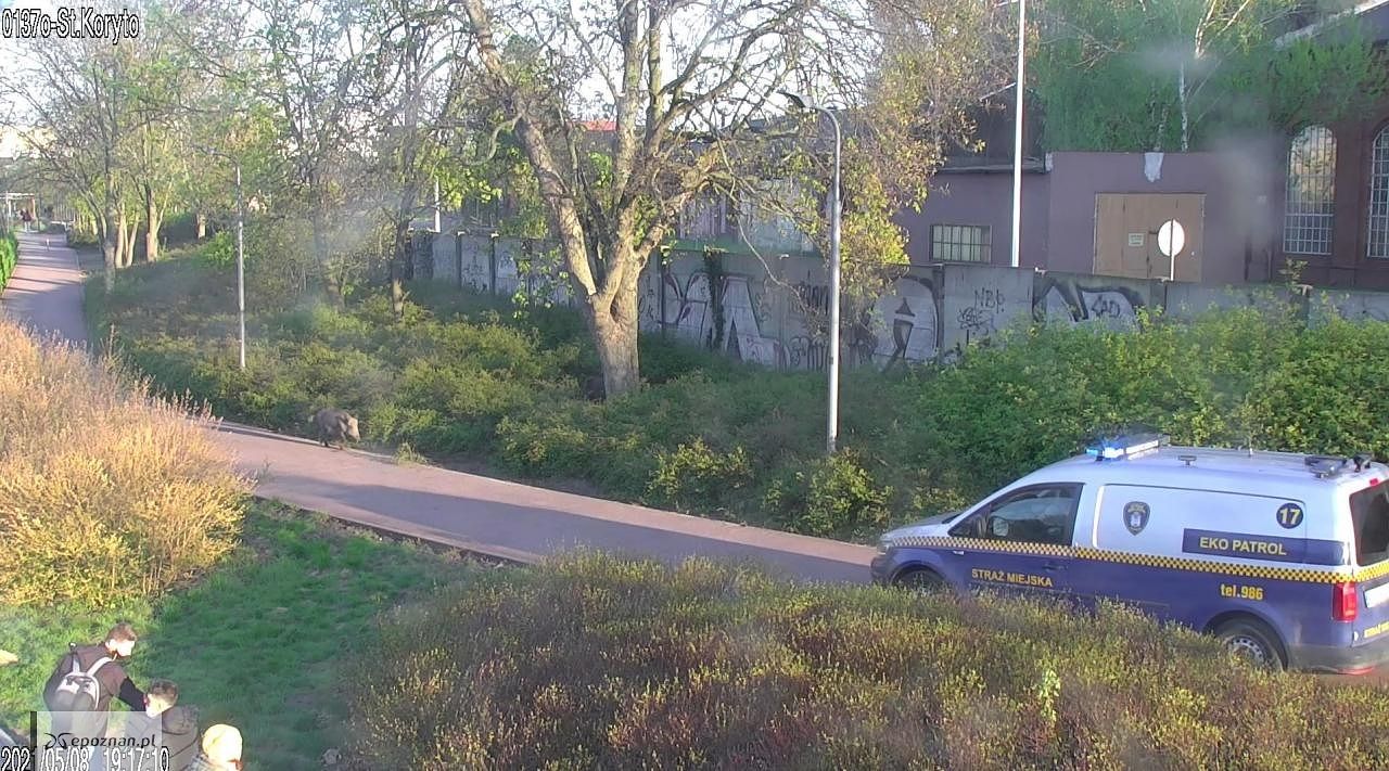fot. Straż miejska