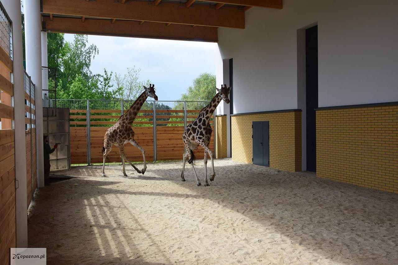 fot. ZOO Poznań / Facebook