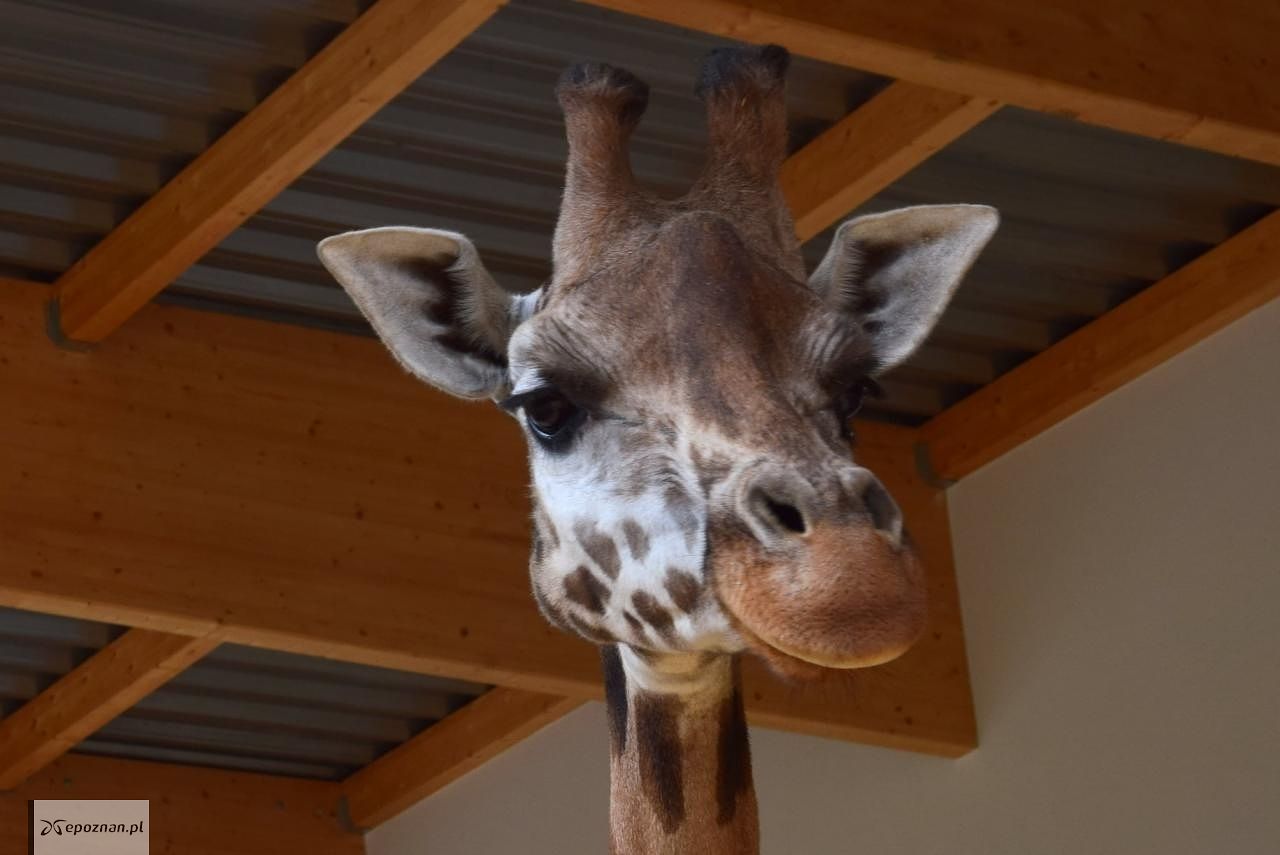 fot. ZOO Poznań / Facebook
