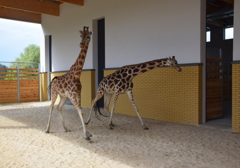 fot. ZOO Poznań / Facebook
