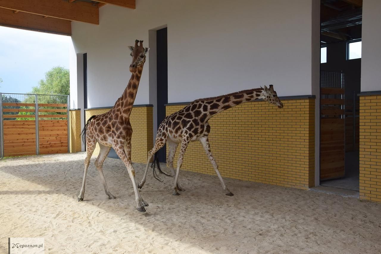 fot. ZOO Poznań / Facebook