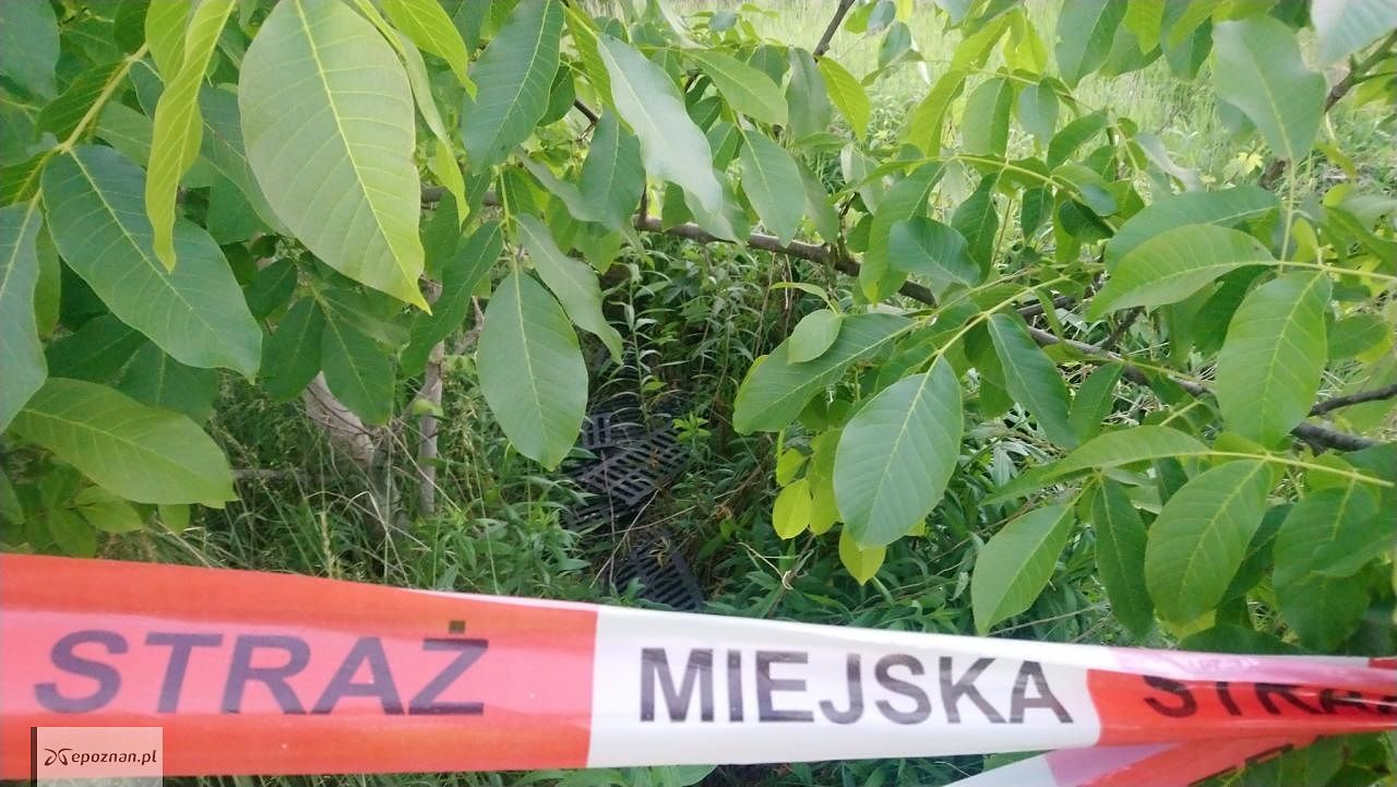 fot. Straż miejska