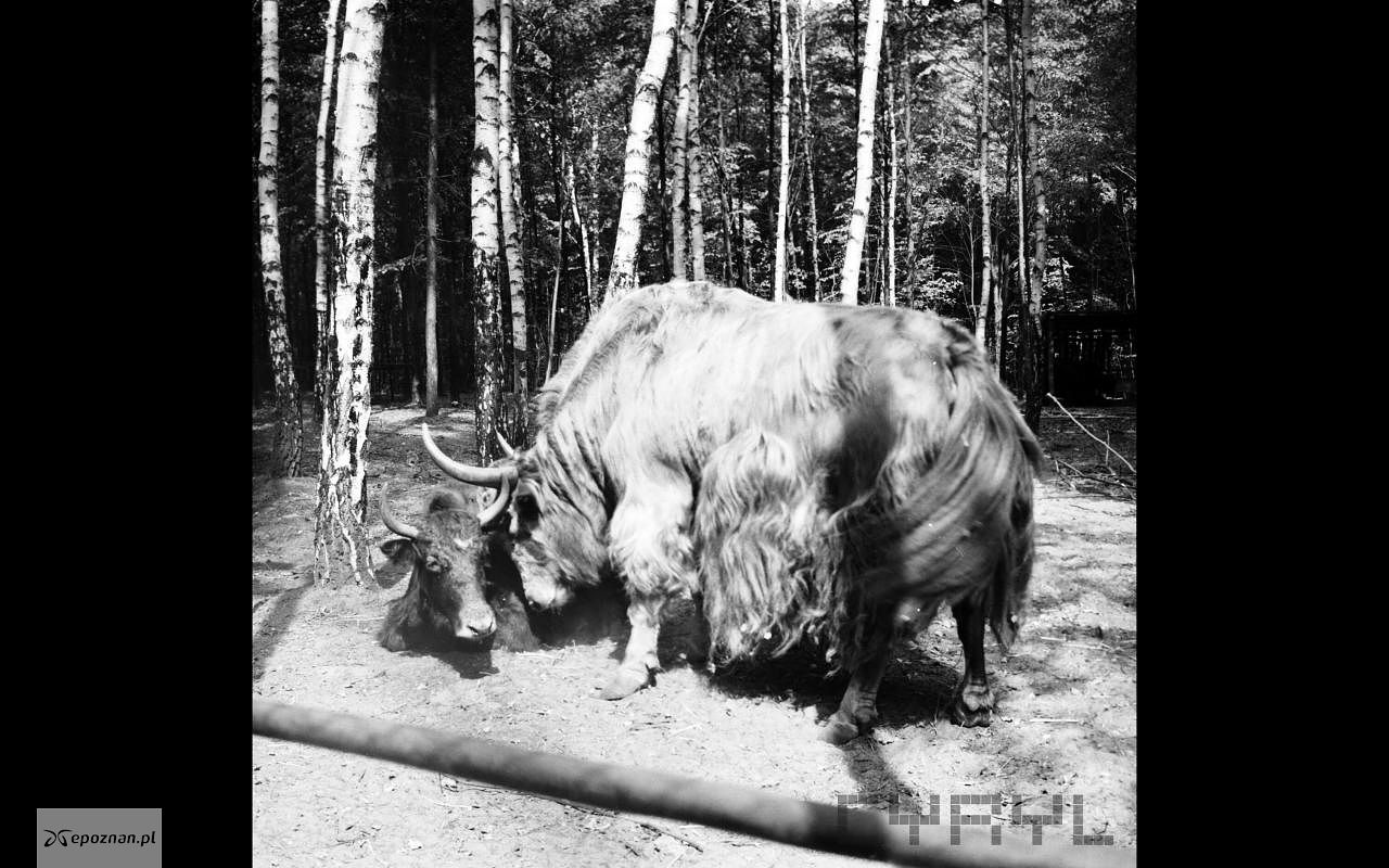 kolekcja ZOO / CYRYL | fot. Jaki na wybiegu w 1971 roku