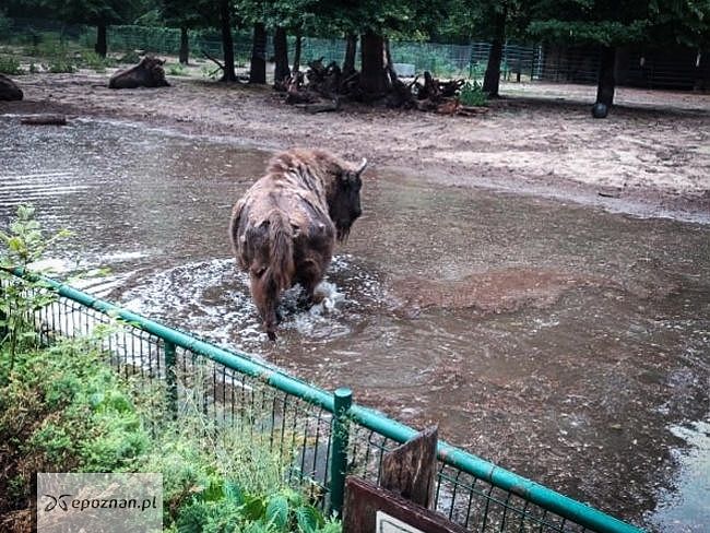 fot. ZOO Poznań Official / Facebook
