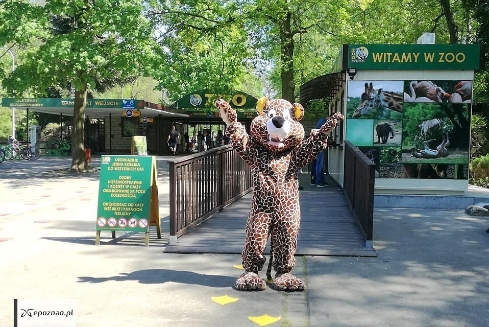 Zdjęcie ilustracyjne | fot. ZOO Poznań Official / Facebook