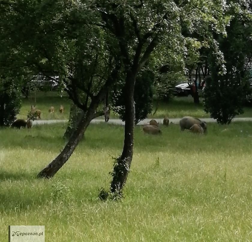 Os. Rusa | fot. Czytelnik