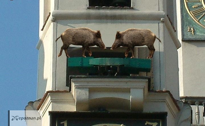 fot. Poznański Trójkąt Bermudzki / FB