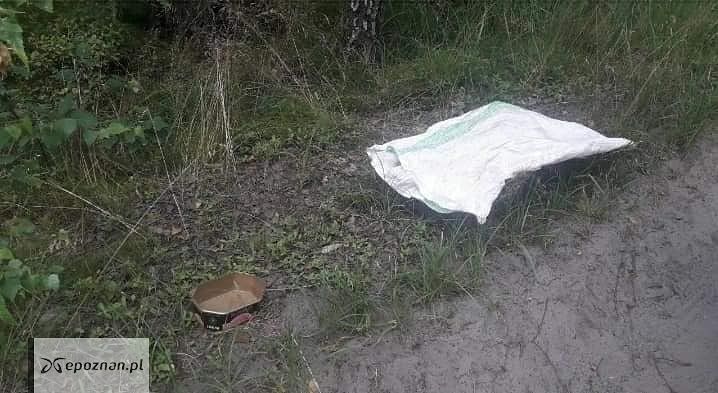 fot. Przytulisko Grodzisk Wlkp. FB