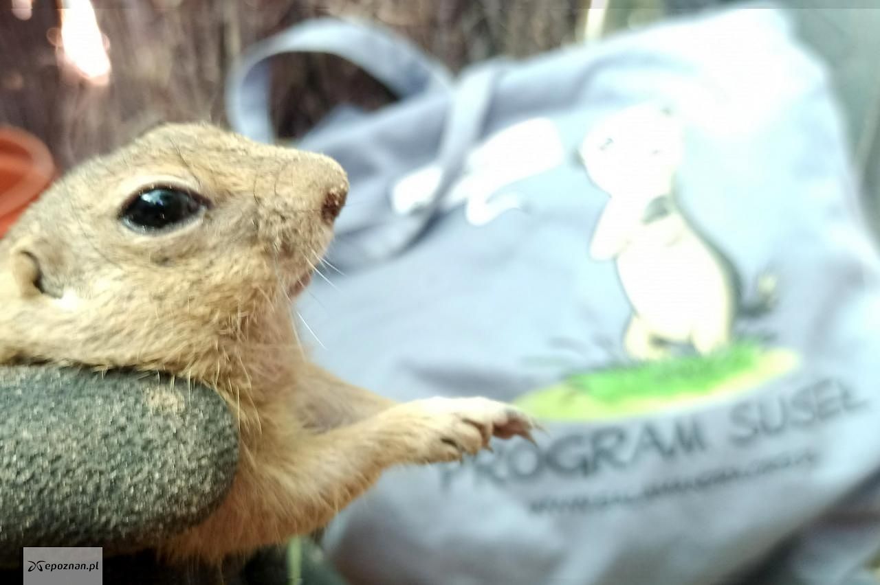 fot. ZOO Poznań Official / Facebook