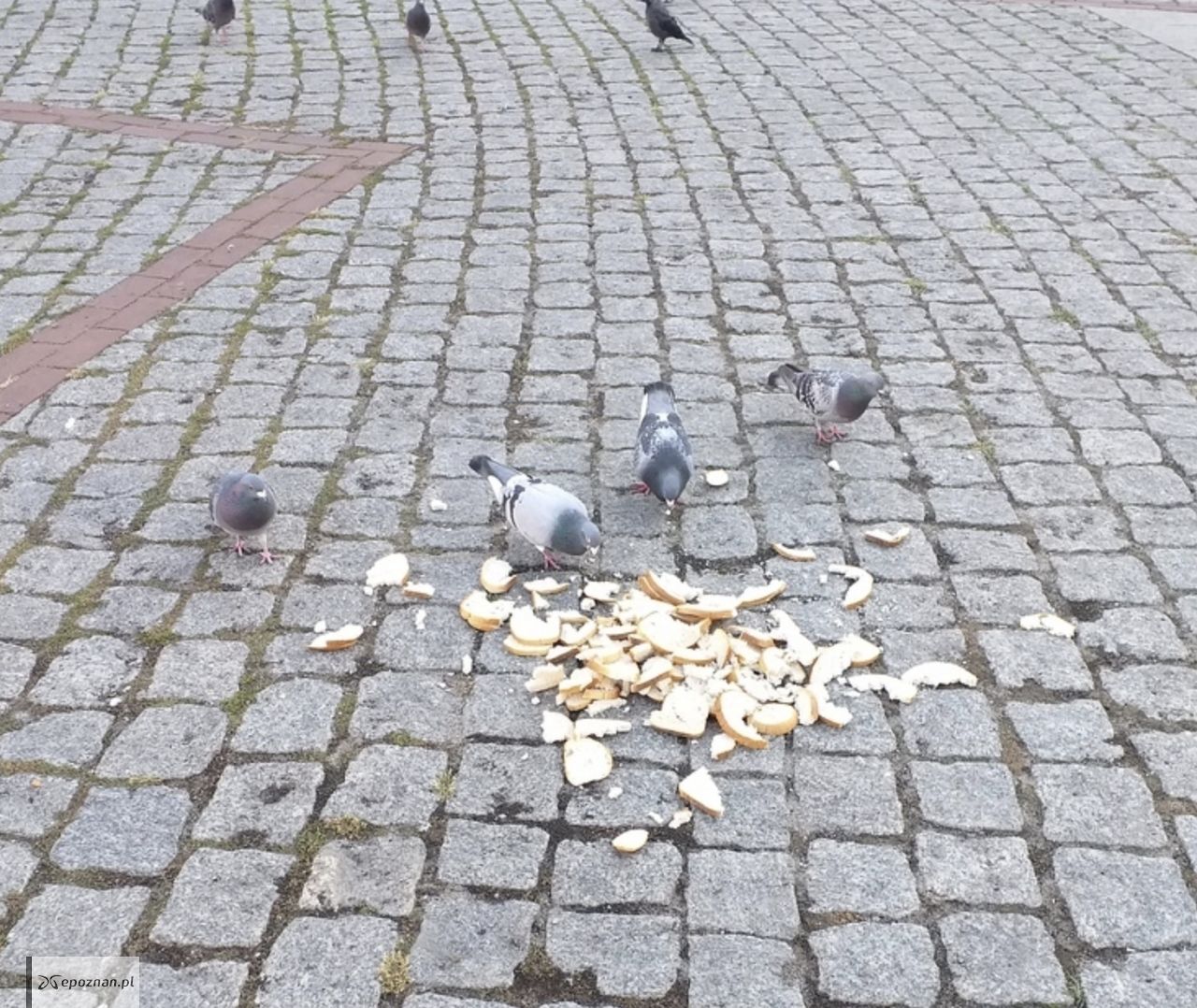 fot. Urząd Miejski w Gnieźnie