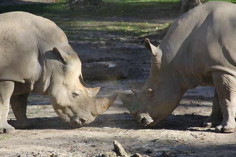 Kiwu i Diuna | fot. Nowe ZOO