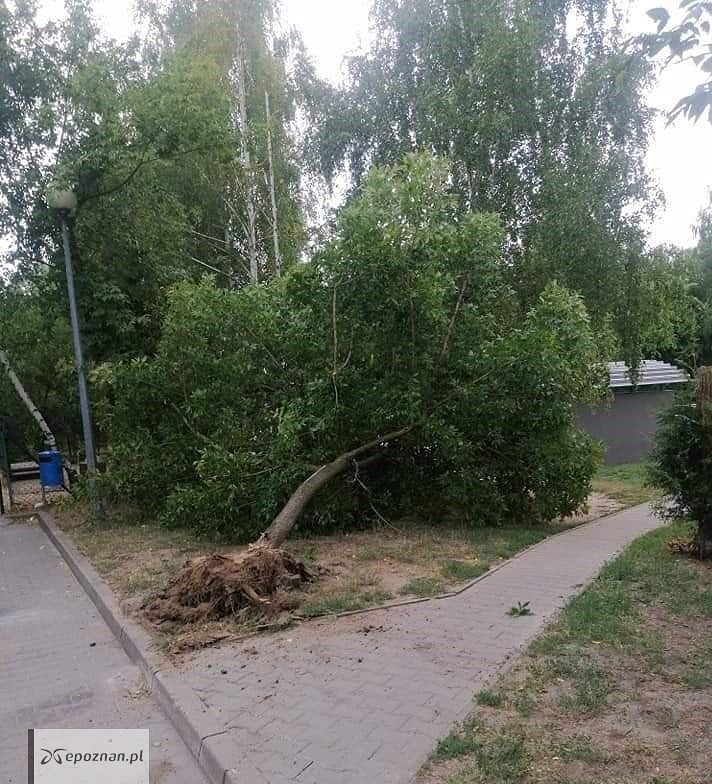 fot. Straż miejska