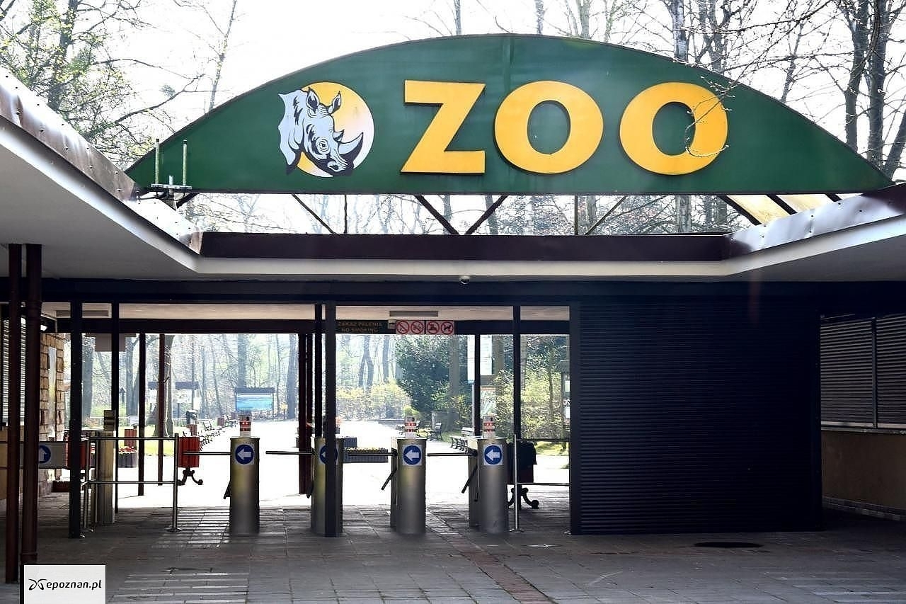 Zdjęcie ilustracyjne | fot. ZOO Poznań Official / Facebook