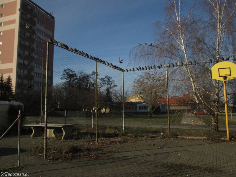 Gołębie ogrodzenie przy Dąbrowskiego | fot. Nishio Poznań