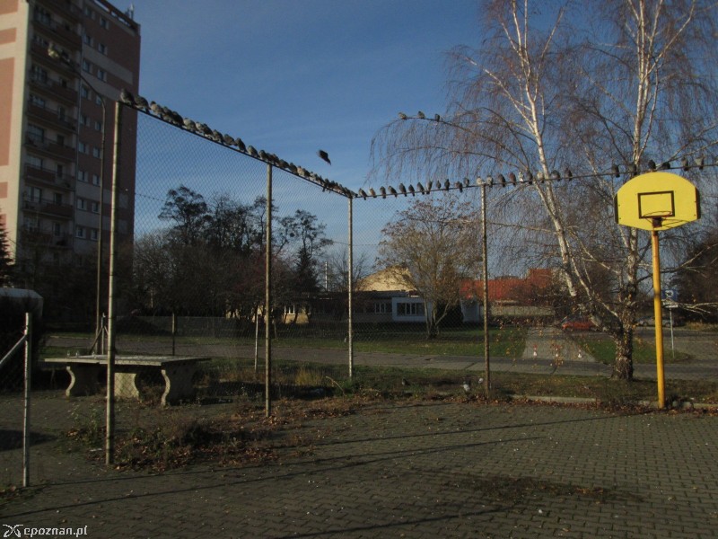 Gołębie ogrodzenie przy Dąbrowskiego | fot. Nishio Poznań