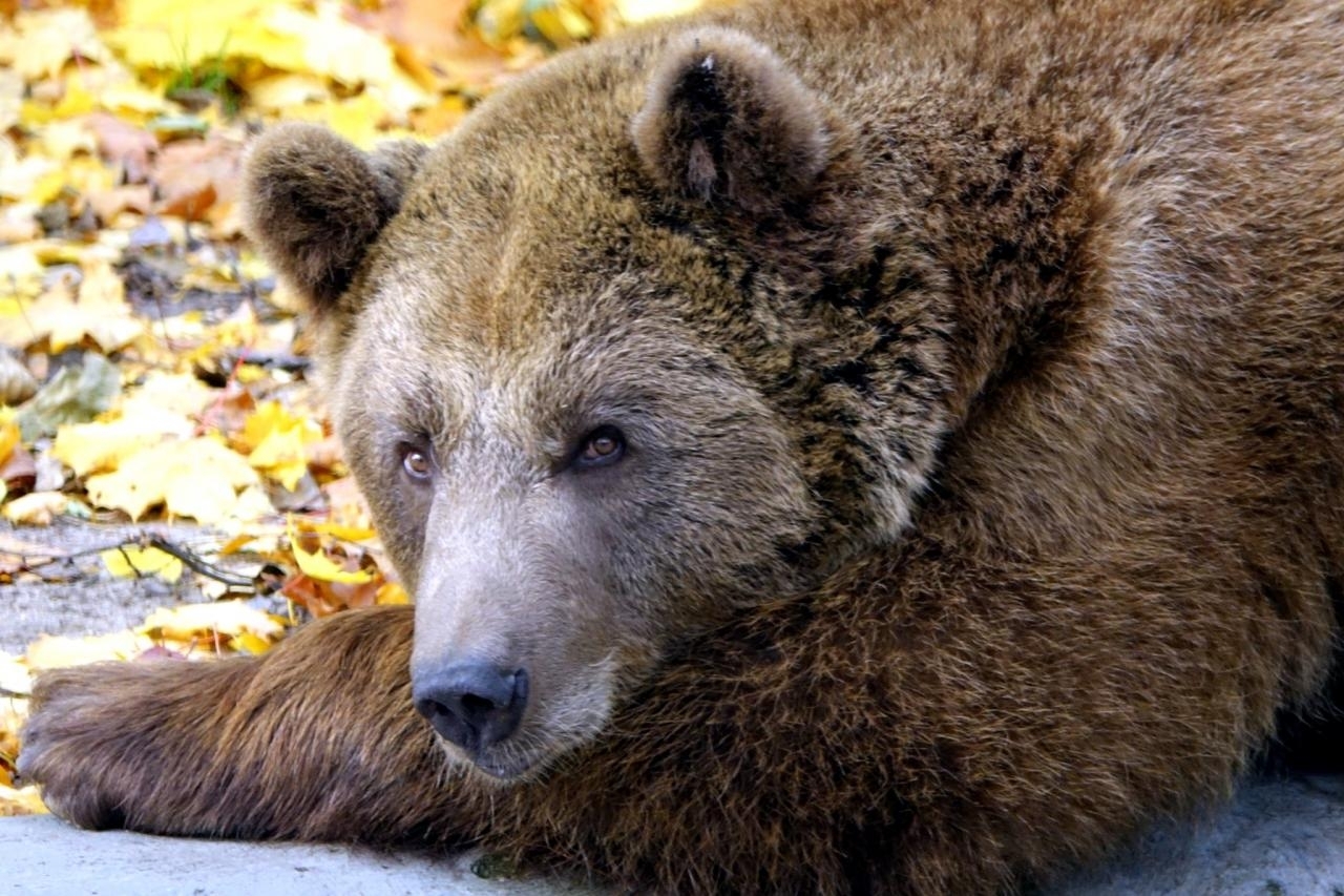 fot. ZOO Poznań Official / Facebook