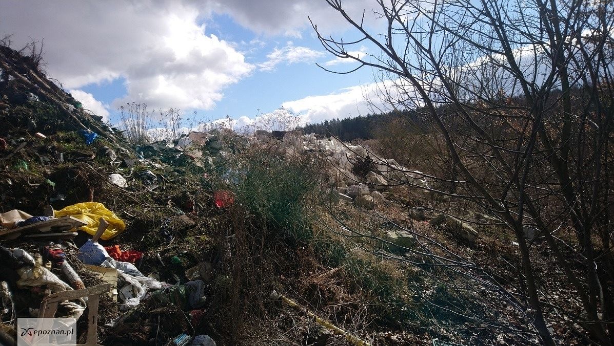 fot. Straż miejska