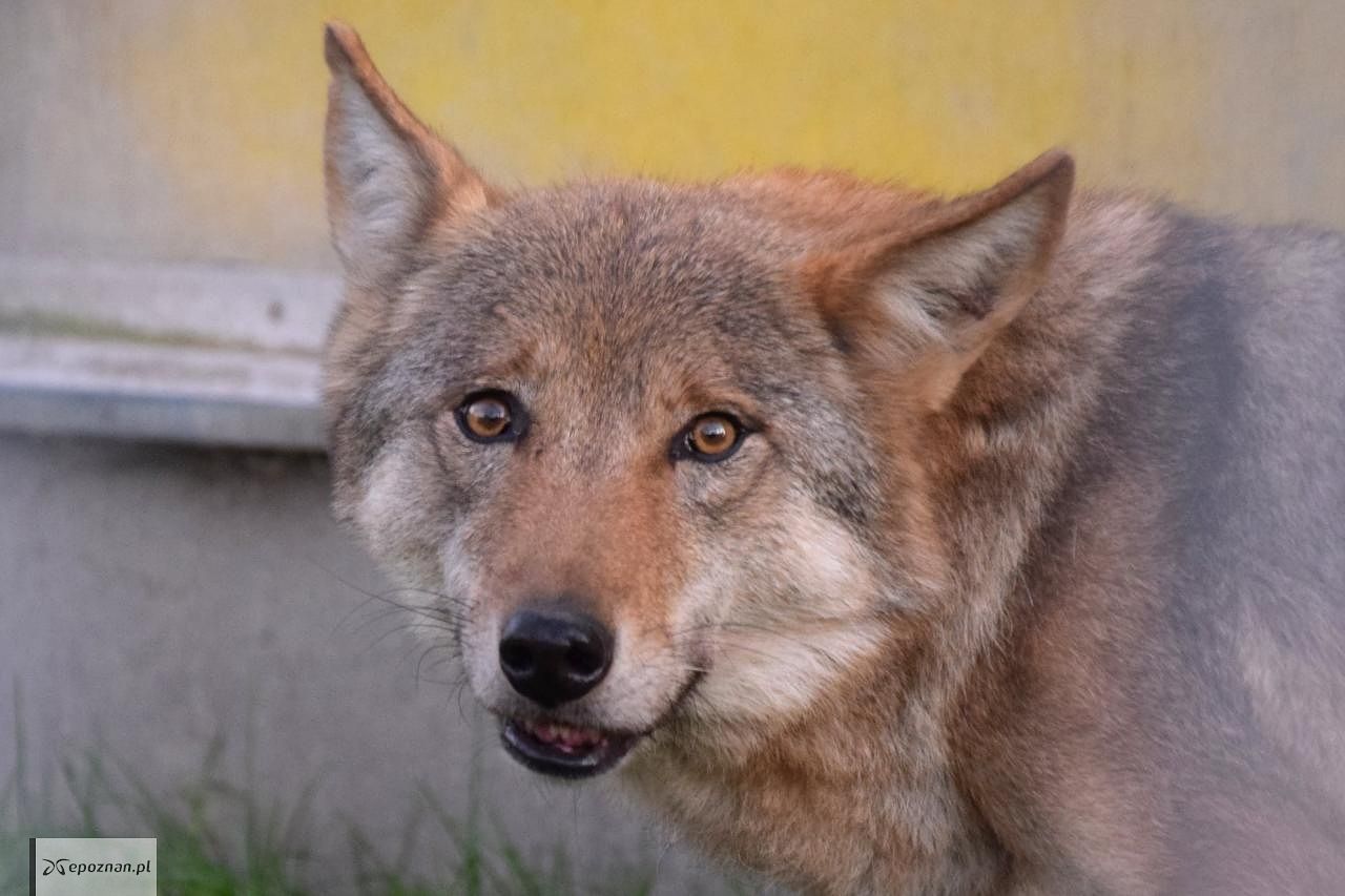 fot. ZOO Poznań Official / Facebook