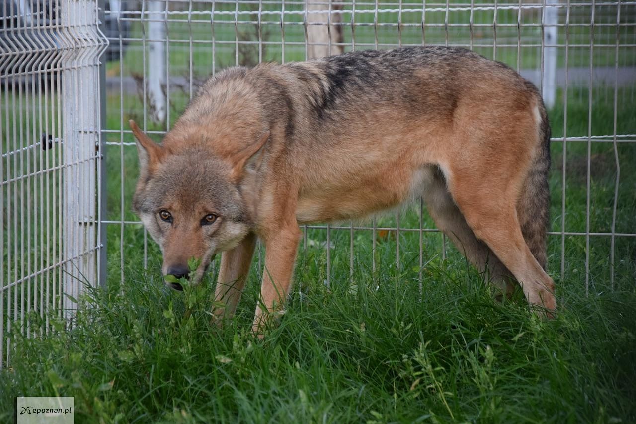 fot. ZOO Poznań Official / Facebook