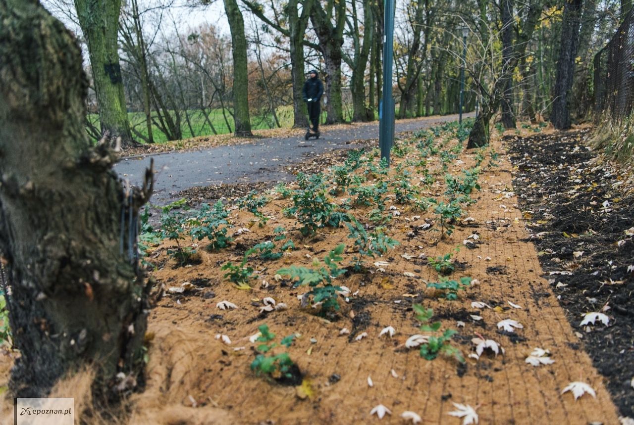 fot. UM Poznań