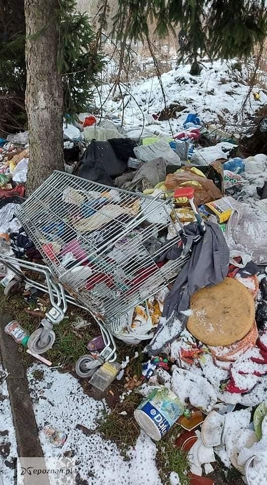 fot. Fundacja Schronisko dla Zwierząt w Gaju