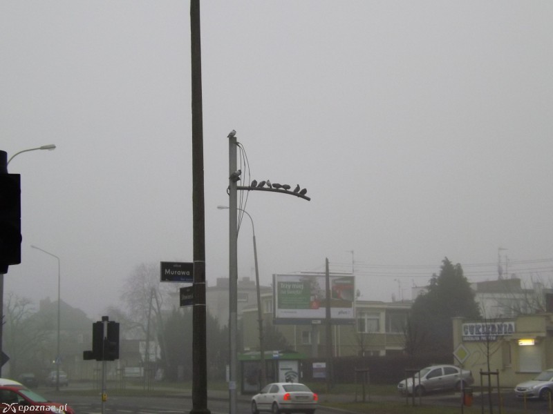 Gołębie na pozostałości  | fot. Piotr Raczkowski