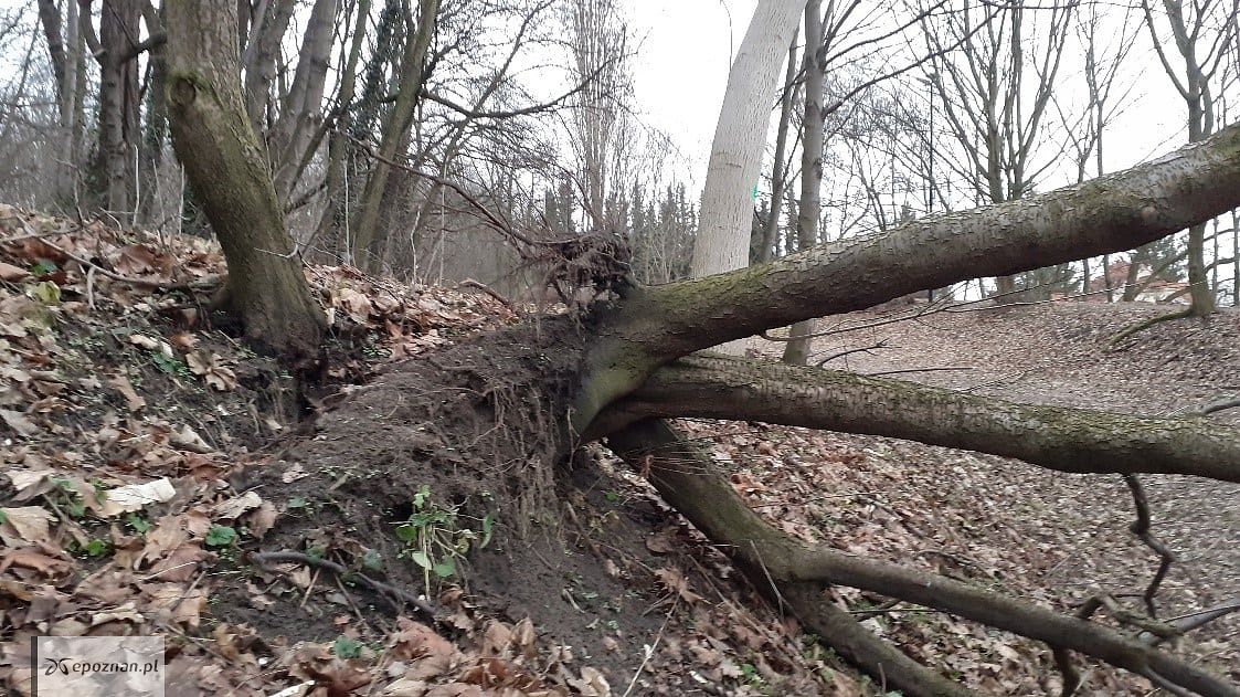 fot. ZZM Poznań