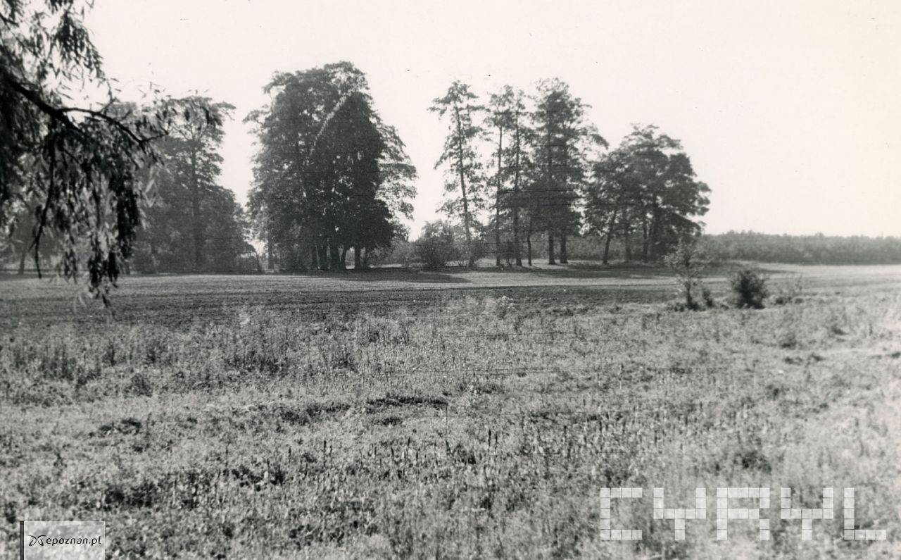 Chartowo jeszcze przed zabudową | fot. Iwona Goryńska / Muzeum Historii Miasta Poznania / Cyryl