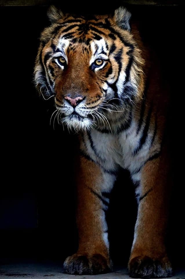 fot. ZOO Poznań Official / Facebook