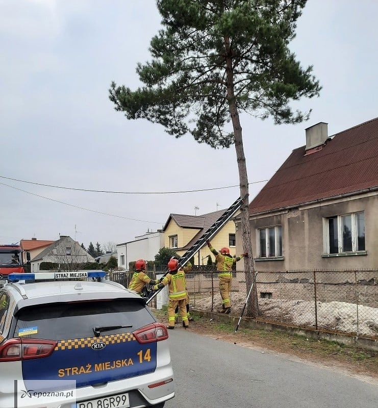 fot. Straż miejska