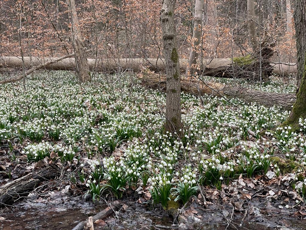 fot. Nadleśnictwo Łopuchówko