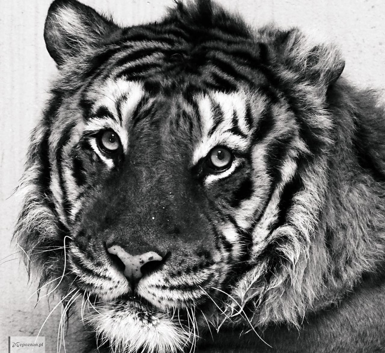 Tygrys Gogh | fot. Zoo Poznań