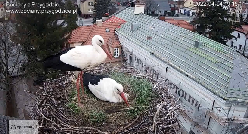 fot. bociany.przygodzice.pl