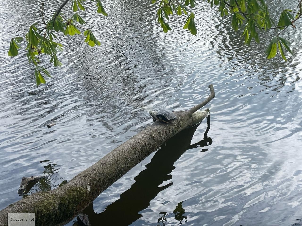fot. Paweł