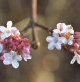 Kalina wonna | fot. Alicja Kolasińska / Ogród Botaniczny