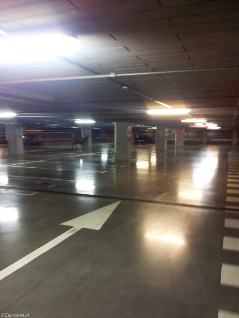 fot. Sylwester