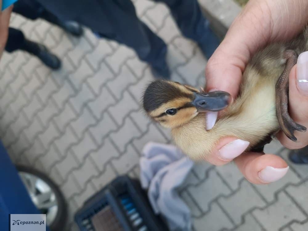 fot. Straż Miejska Miasta Poznań