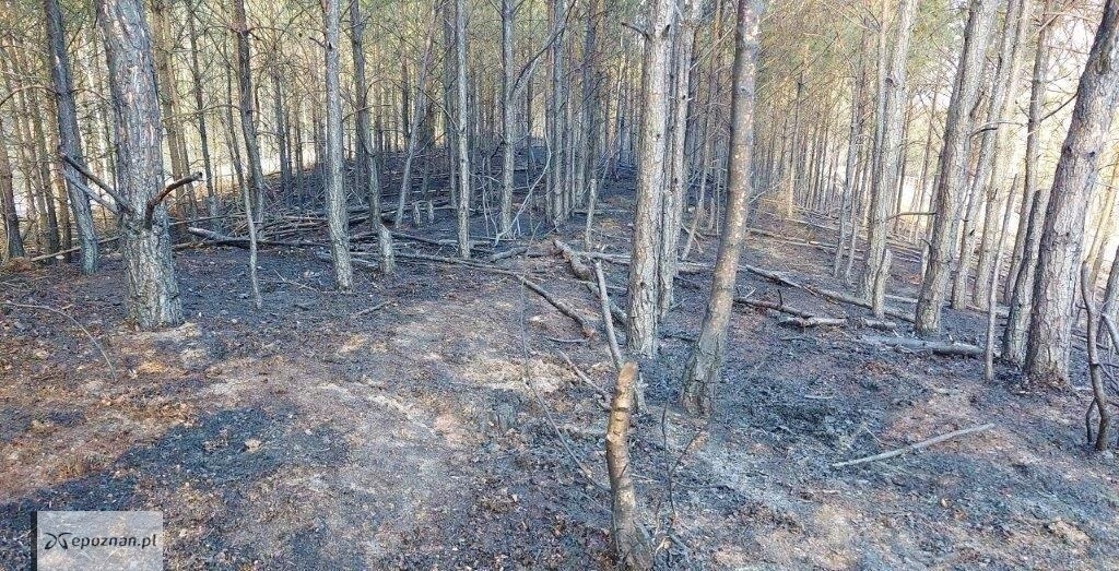 fot. Archiwum Nadleśnictwa Oborniki