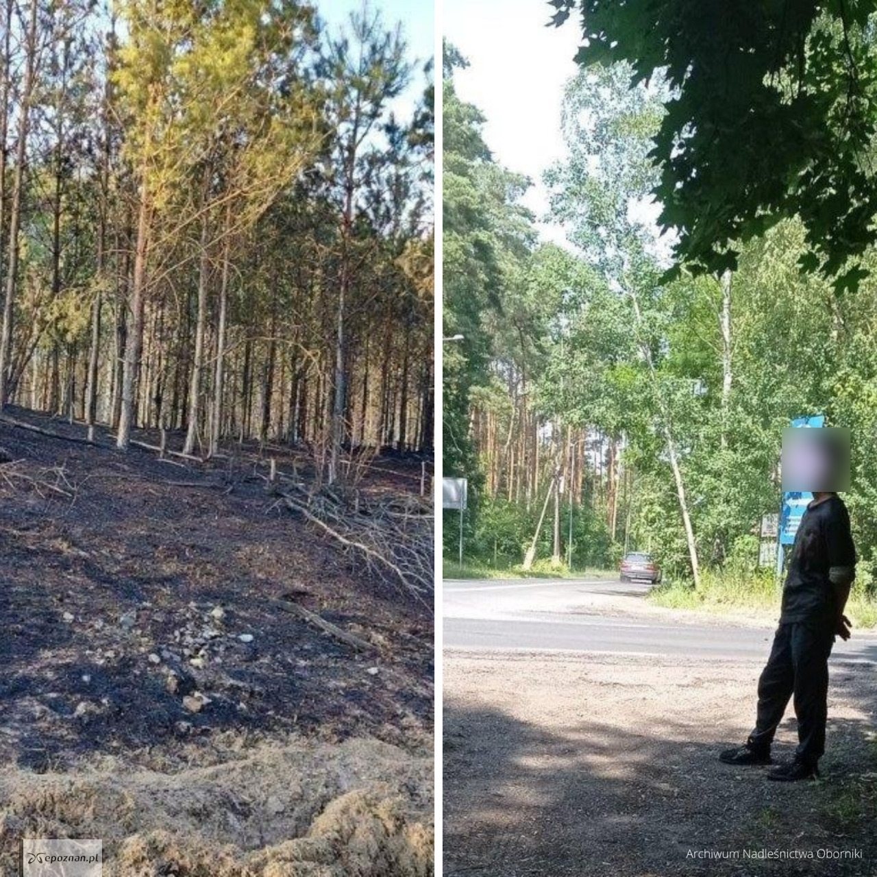 fot. Archiwum Nadleśnictwa Oborniki