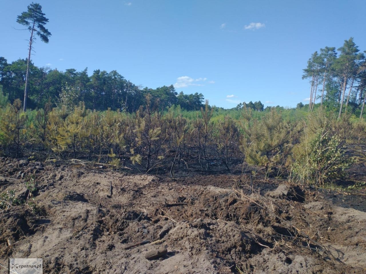 fot. Nadleśnictwo Babki