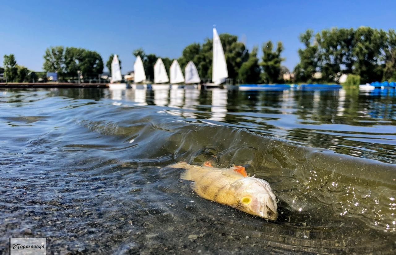 Jezioro Średzkie | fot. Przemek Kwiatkowski