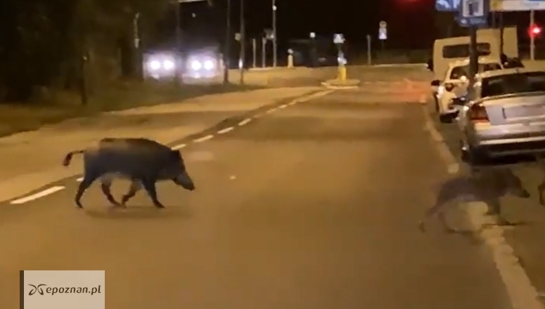Spacer dzików po poznańskich Ratajach. | fot. Kadr z filmu nadesłanego od Czytelnika