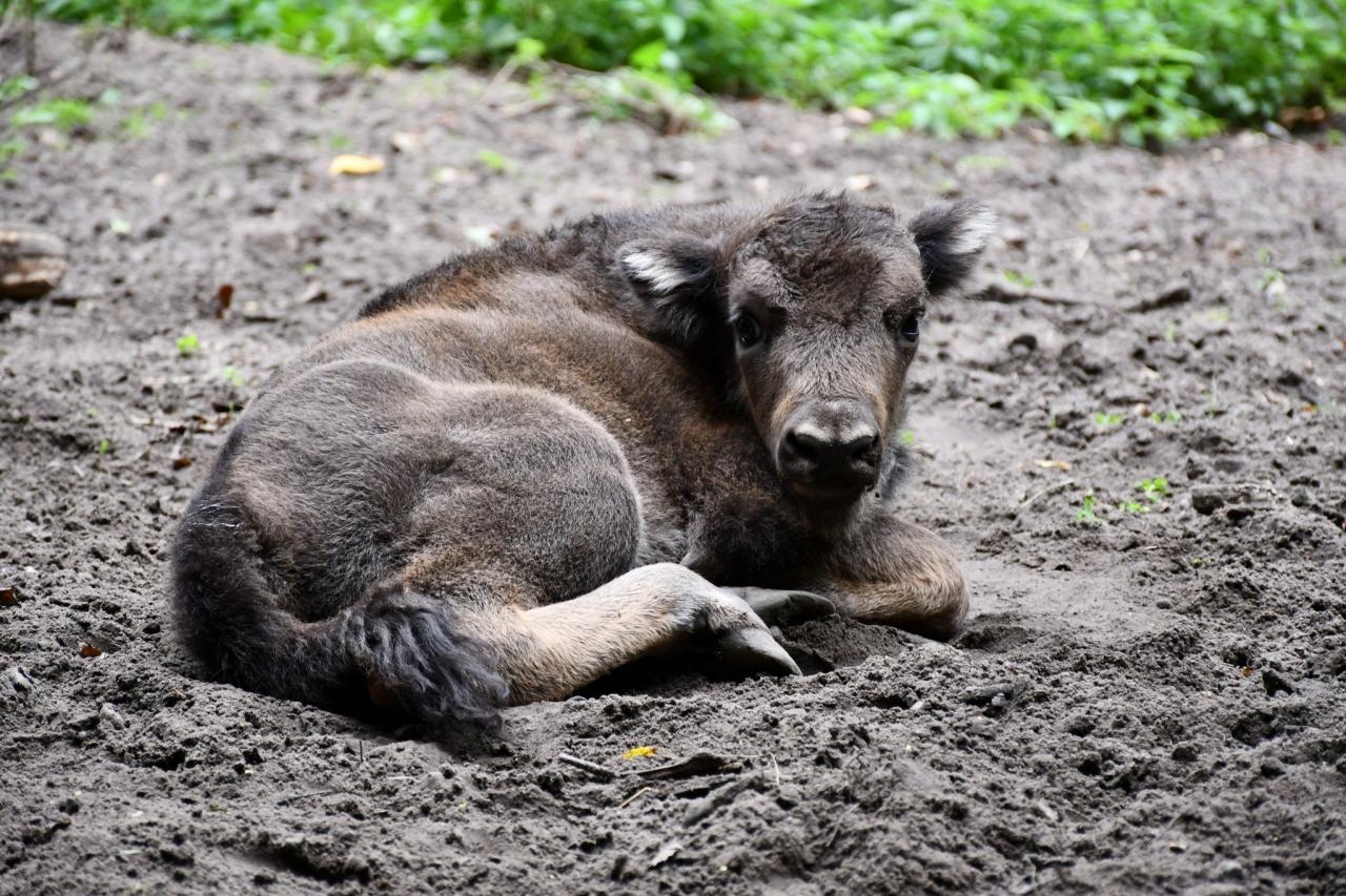fot. ZOO Poznań Official / Facebook