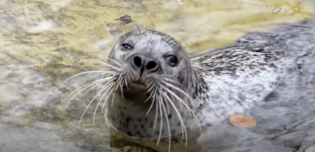 fot. ZOO Poznań Official / Facebook