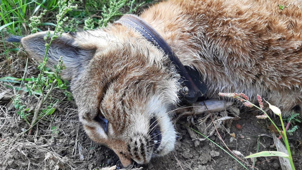 fot. Paweł Owsianny / asta24.pl