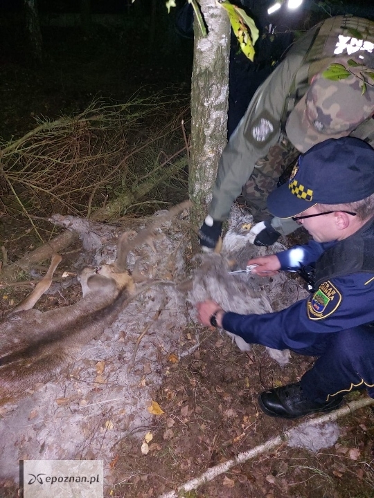 fot. Straż Gminna w Czerwonaku