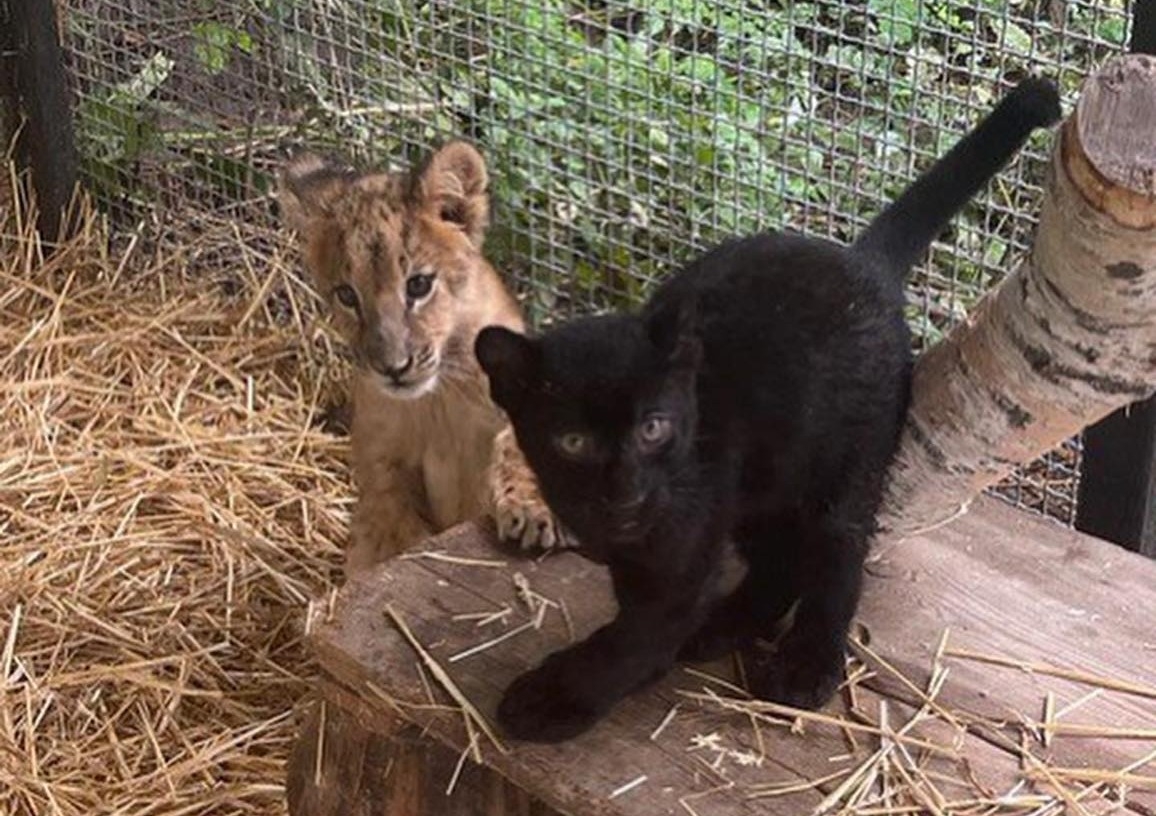 fot. Azyl Natalii Popovej / FB Zoo Poznań Official Site