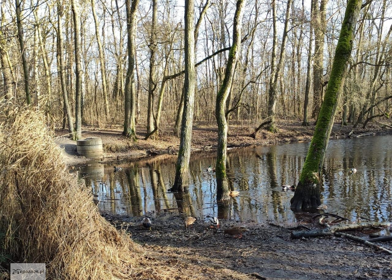 fot. Zakład Lasów Poznańskich